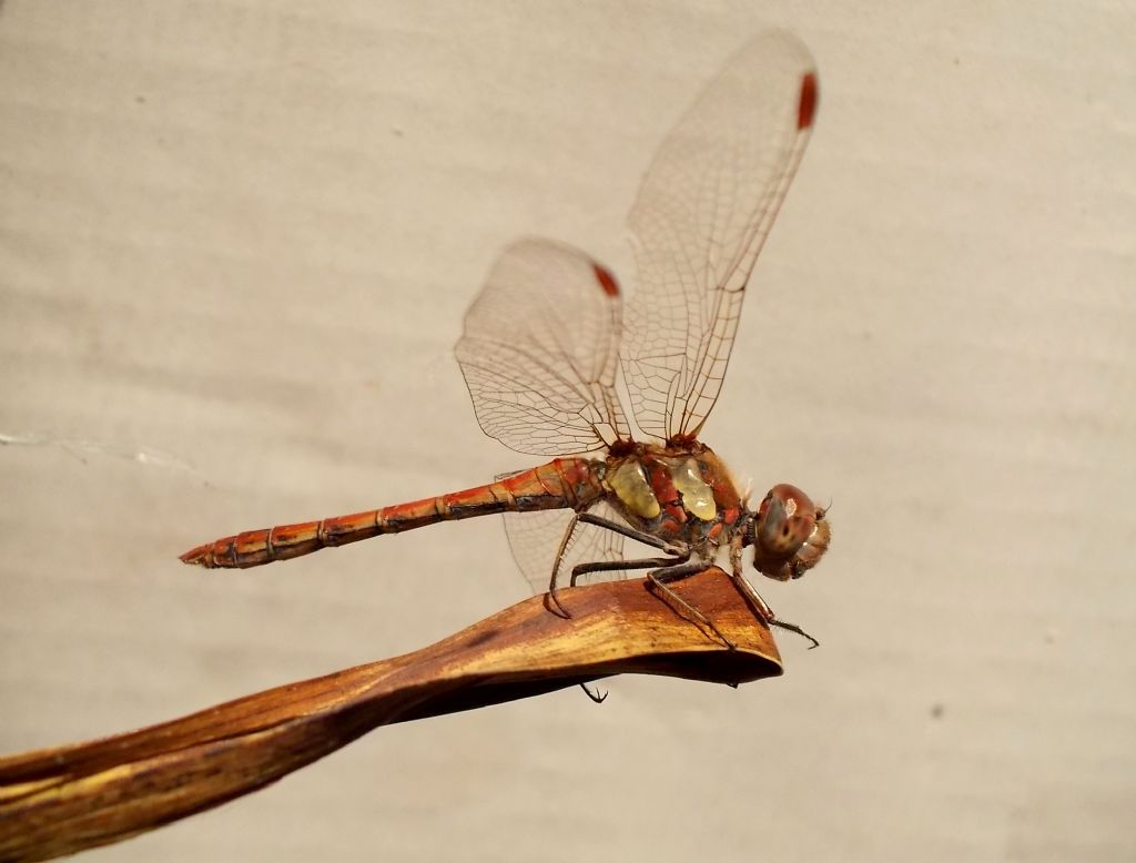 Sympetrum striolatum e cfr. S. meridionale